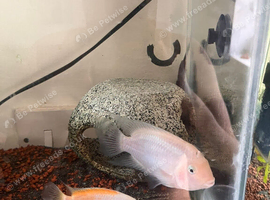Convict cichlids