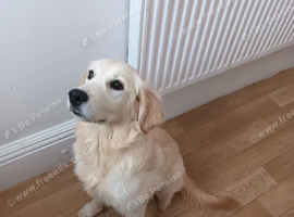 Golden retriever female