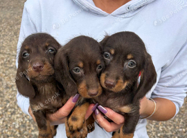 For sale is my dachshund puppies