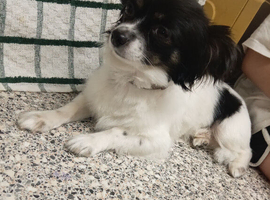 Black white Chihuahua