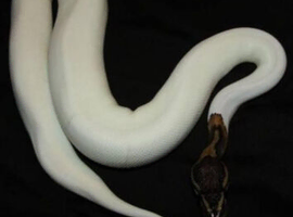 Various Ball Pythons Available (Cheap) Pied/Banana/Yellowbelly