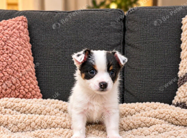 Last little Jack Russell pup (boy)