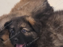 German Shepherd Puppies for sale.