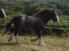 Clydesdale x Irish Traditional