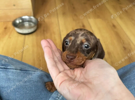 Gorgeous Miniature Dachshund Puppies