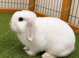 Female rabbit for sale