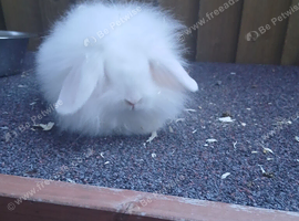 Lop lionheads male