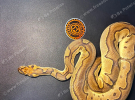 Royal Pythons