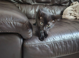 Pure black male kitten