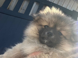 Pomeranian puppies ready now
