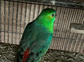 Breeding pair of budgies