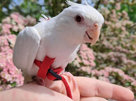 Cockatiel super tame