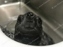 We Provide Safe New Homes for Pets