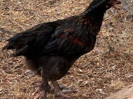 FRENCH COPPER BLACK MARAN COCKEREL