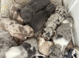Stunning healthy puppies