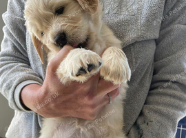 Golden retriever x flat coat retriever puppies