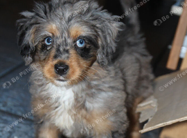 Miniature bernadoodle girl