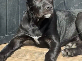 Healthy Male Cane Corso Dog