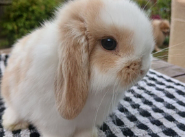Beautiful mini lops