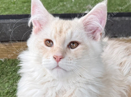TICA registered Maine coon kittens