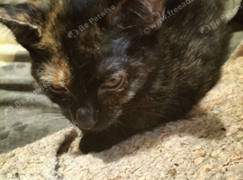 2 CATS on need of a home ASAP