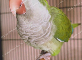 Semi-Tame Green Quaker Talks, Needs 1 on 1 time, or good for pairing up.