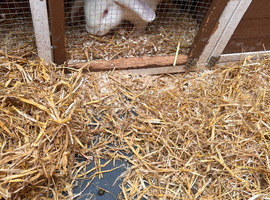 Rabbit