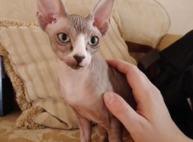 5 month old female sphynx