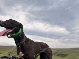 Full working Lurcher
