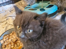 British short haired cross kittens for sale
