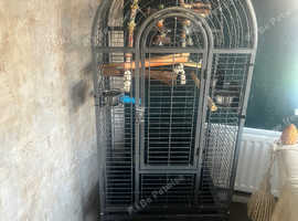 Parrot cage with accessories