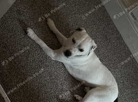 Male jack russel terrier long legged