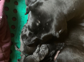 Beautiful Cane Corso Puppies need homes asap due to health issues with myself