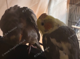 2 handreared cockatiels