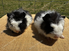 Pair of bonded boy babies