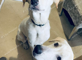 2 Young female pups &pound;300 each or both for &pound;500