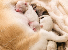 Adorable Tiny Chihuahua Puppies Ready Soon