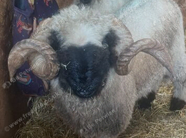 Valais black nose ram