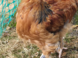 Young Cockerel *needs rehoming*