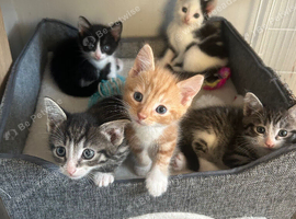 gorgeous vaccinated kittens ready now