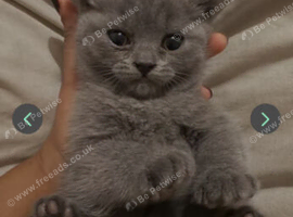 British shorthair kittens