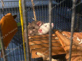 Two female rats