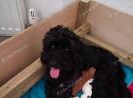2 female cockapoos available