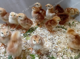 Rhode island red chicks