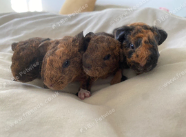 Cavies available