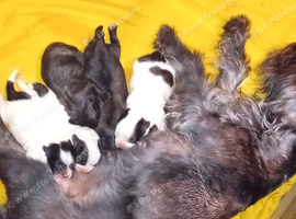 Tiniest Jackapooshih pups available