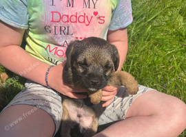 Border terrier boy