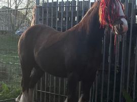 Mini blagdon cob