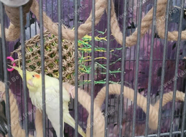 Cockatiel needs a new caring home