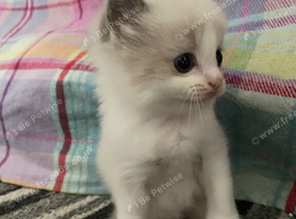 Ragdoll boy